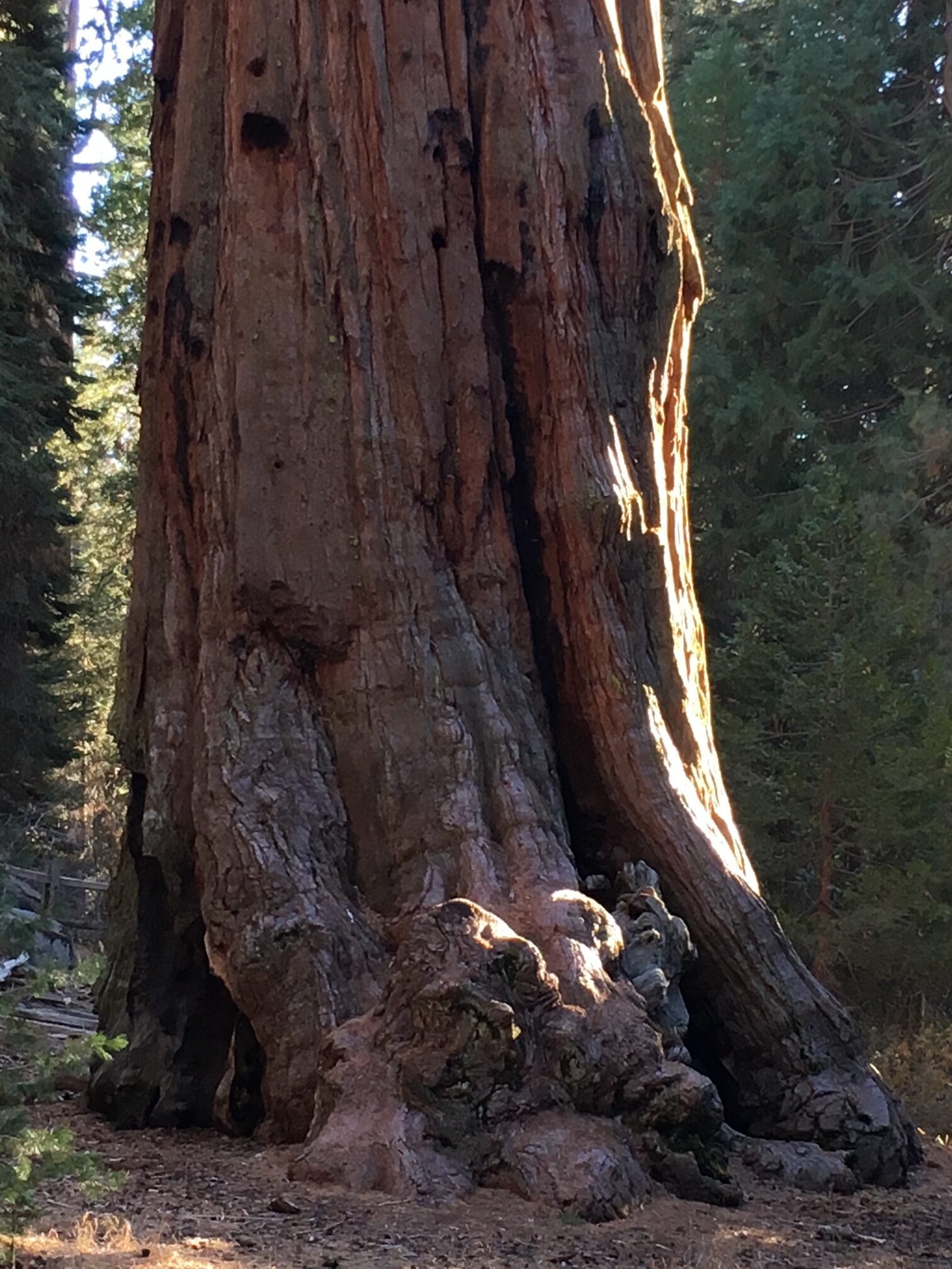 A giant tree trunk with a person lying at its base in a forest.