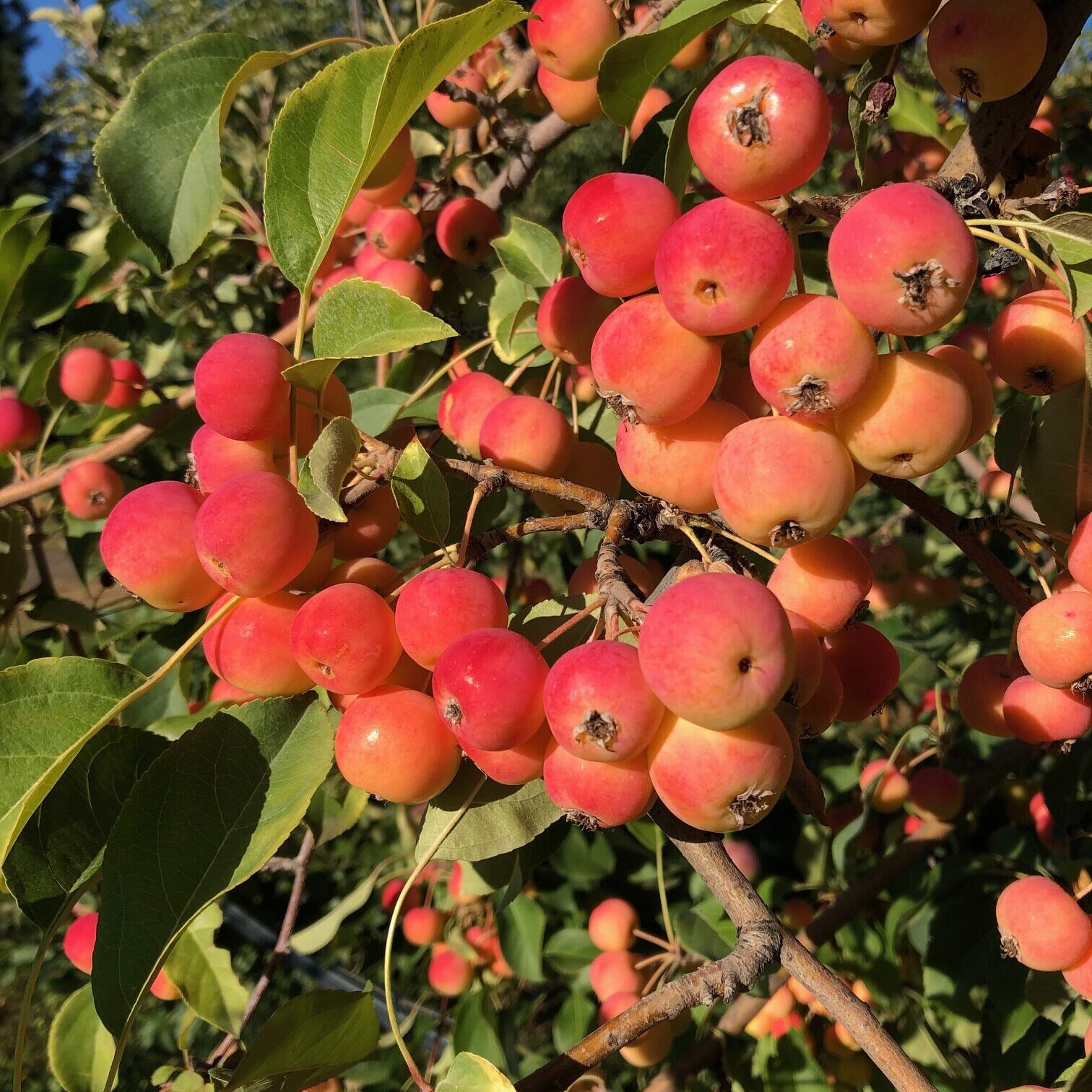 Clusters of ripe crabapples hanging on tree branches with green leaves.