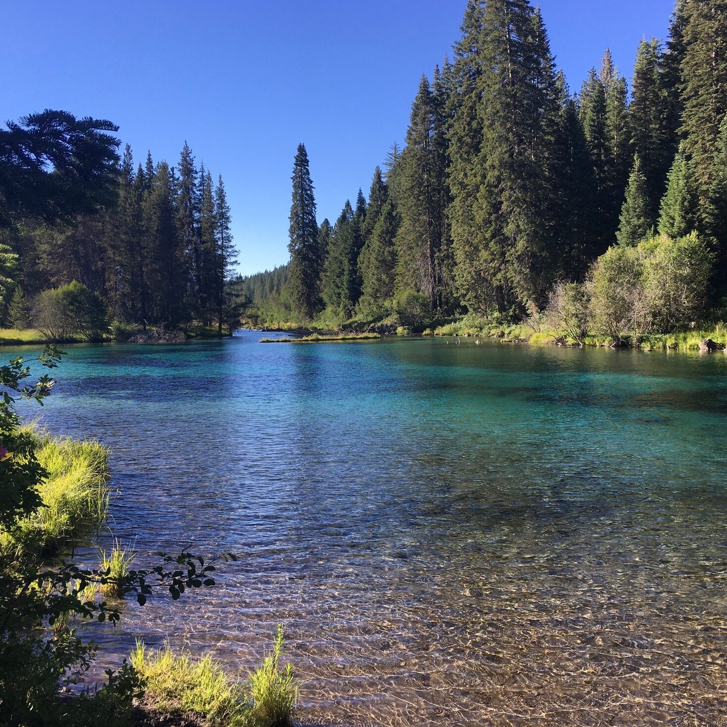 Clear blue river flowing through a forest under a sunny sky.